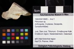 Foto (Objket + Etiketten) von Pithonoton sp. 